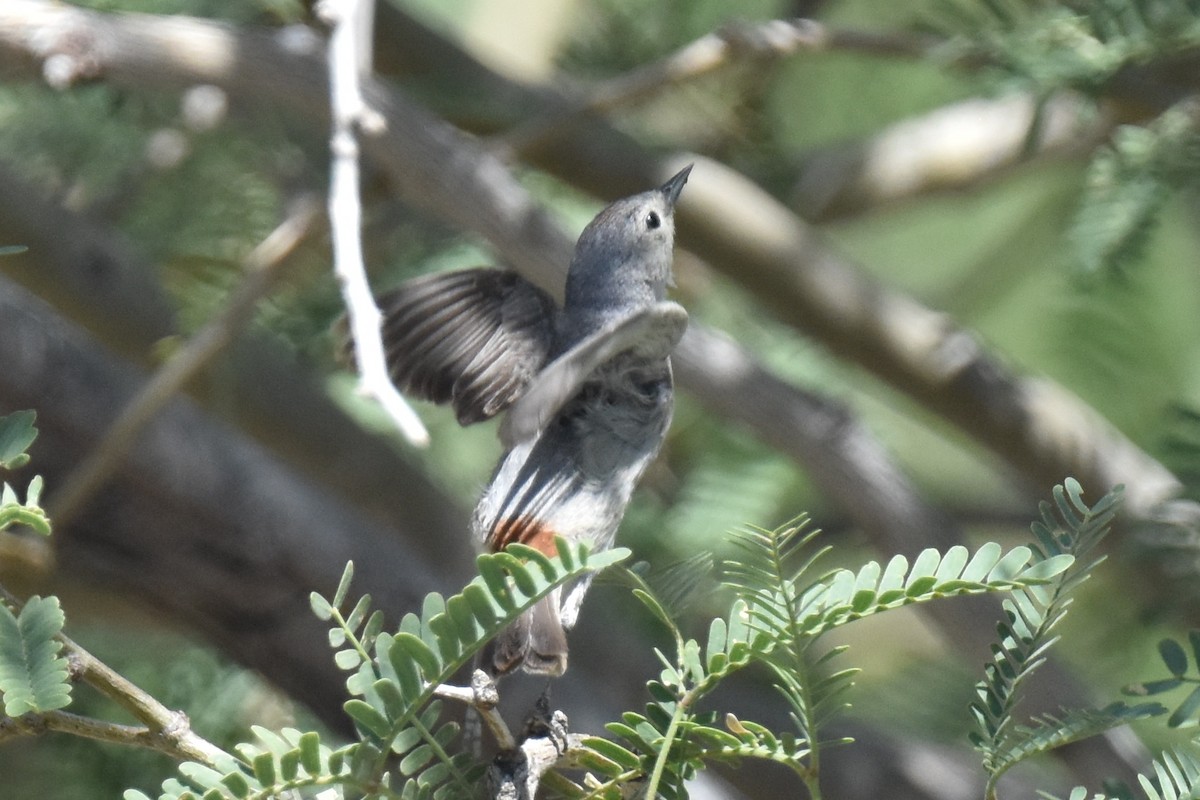 Lucy's Warbler - ML619727991