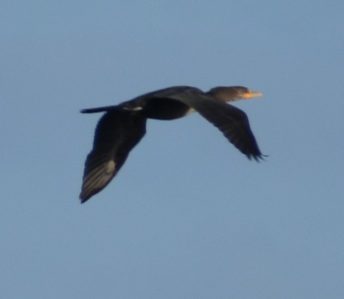 Double-crested Cormorant - ML619728007