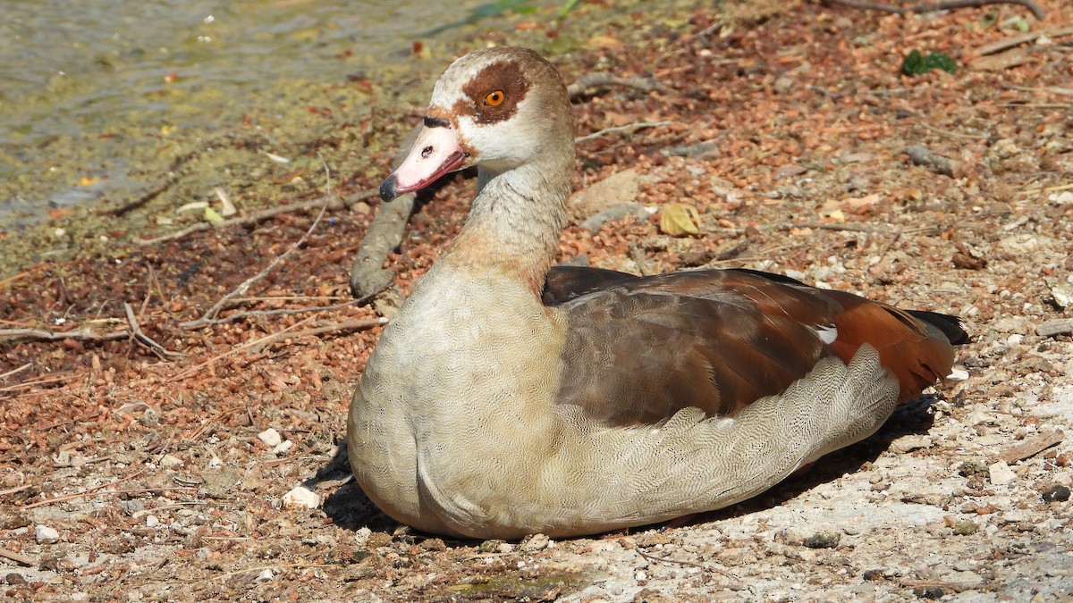 Egyptian Goose - ML619728014