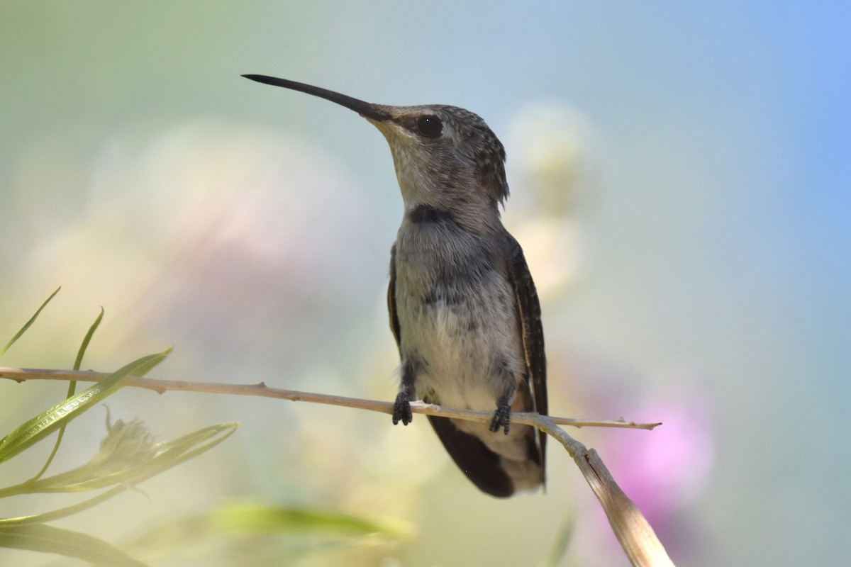 Black-chinned Hummingbird - ML619728024