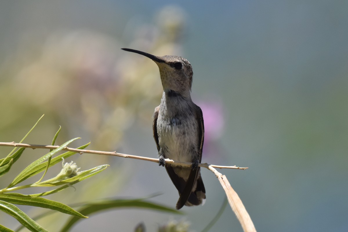 Black-chinned Hummingbird - ML619728025