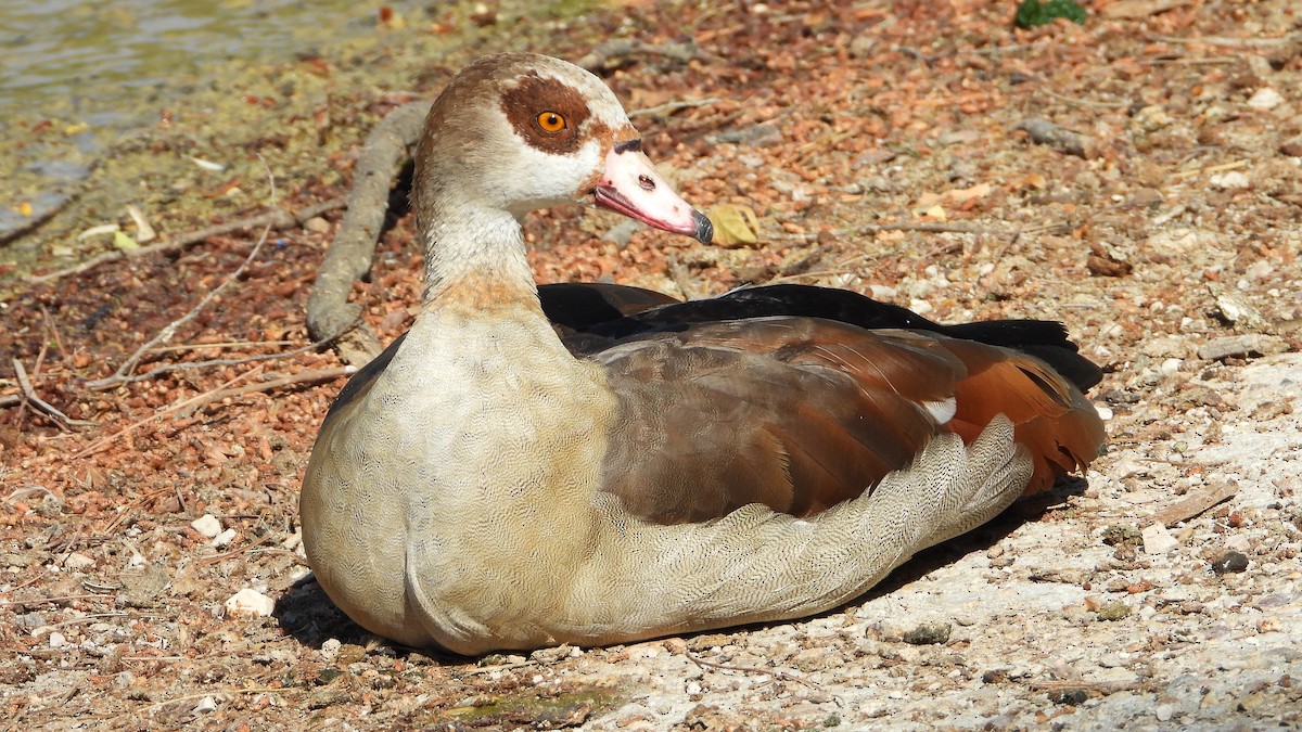 Egyptian Goose - ML619728028