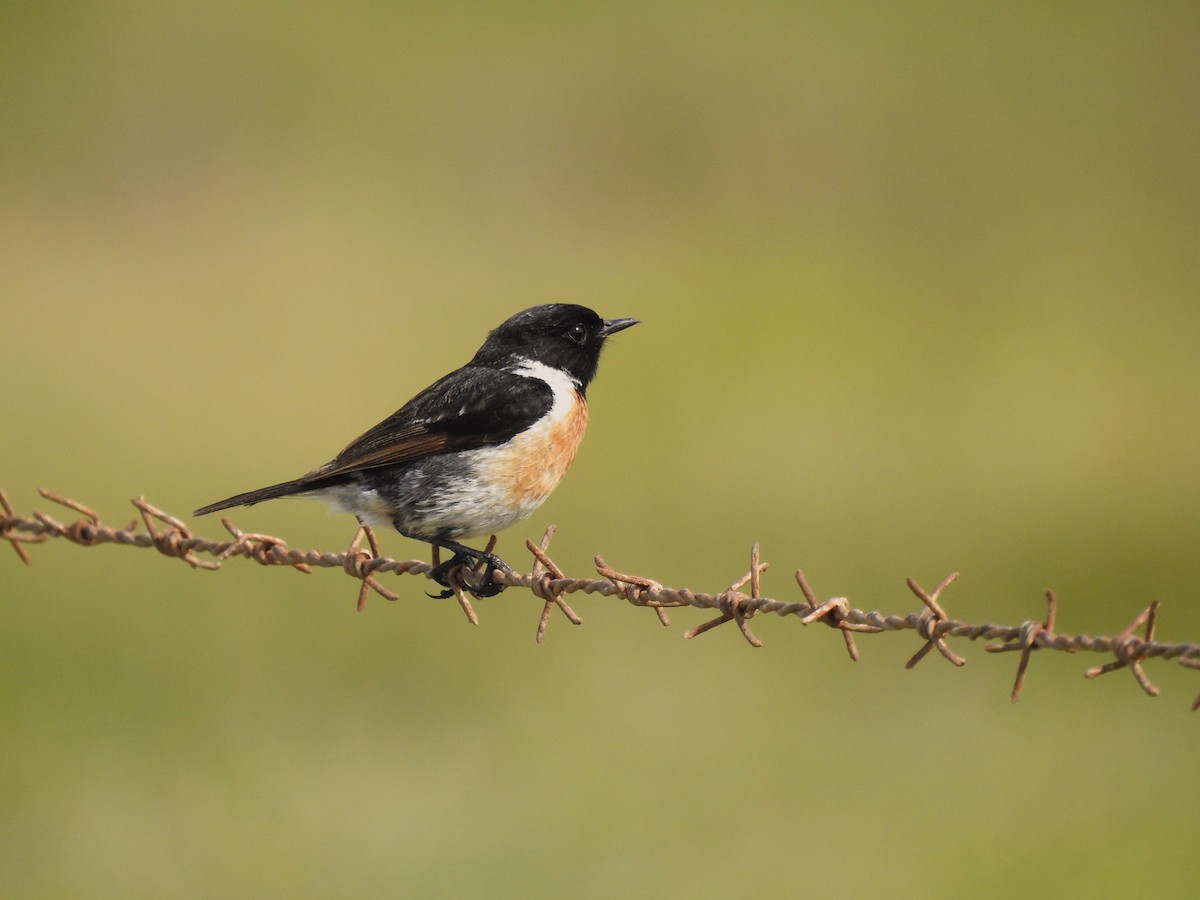 European Stonechat - ML619728051