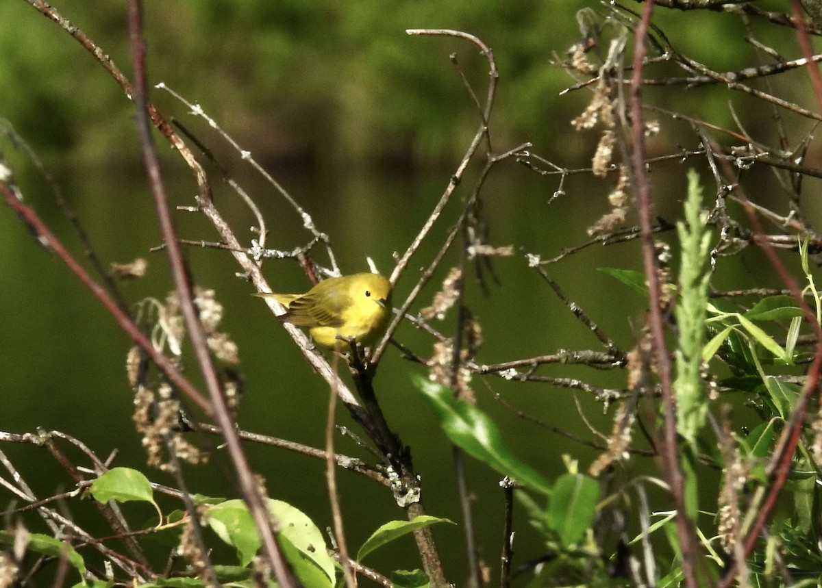 Yellow Warbler - ML619728058