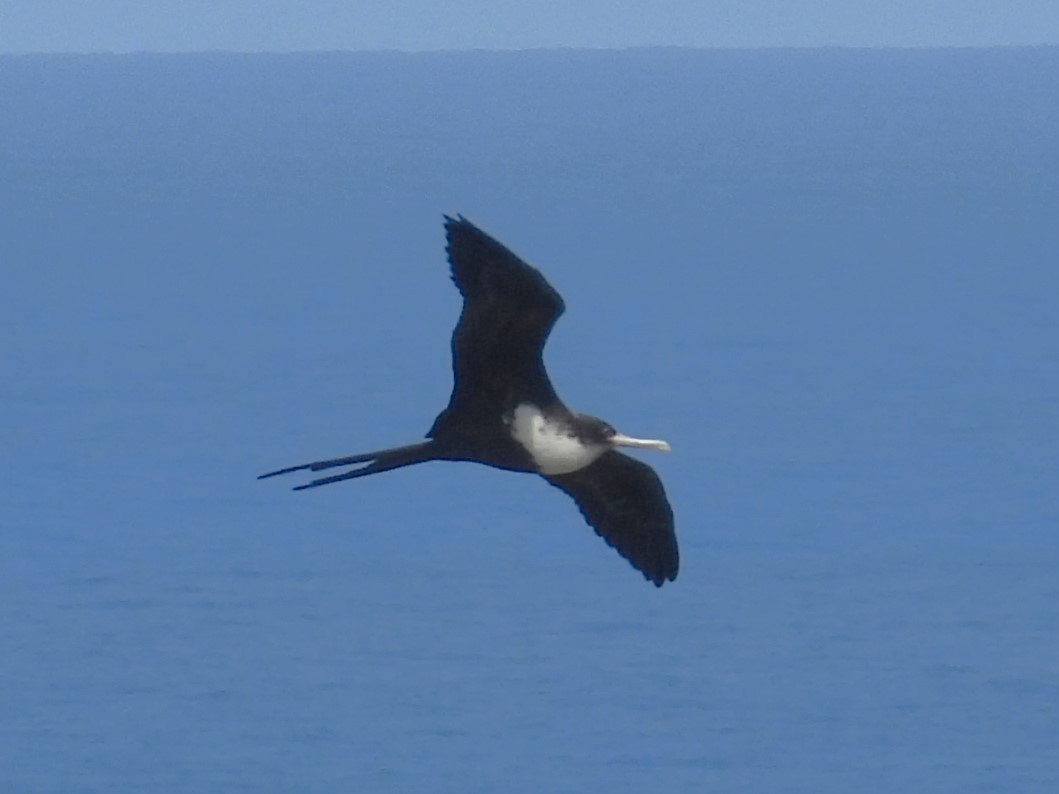 Great Frigatebird - ML619728080