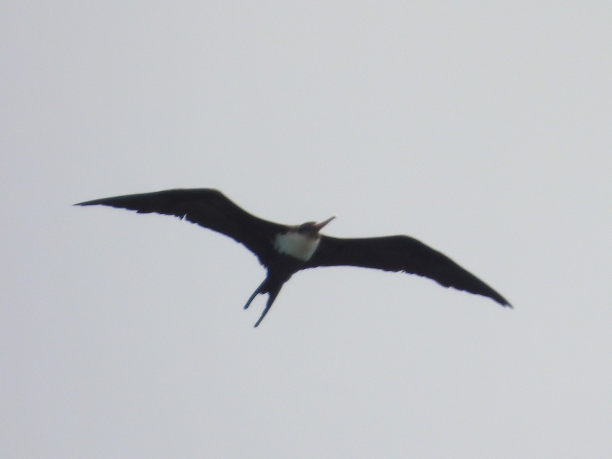 Great Frigatebird - ML619728081