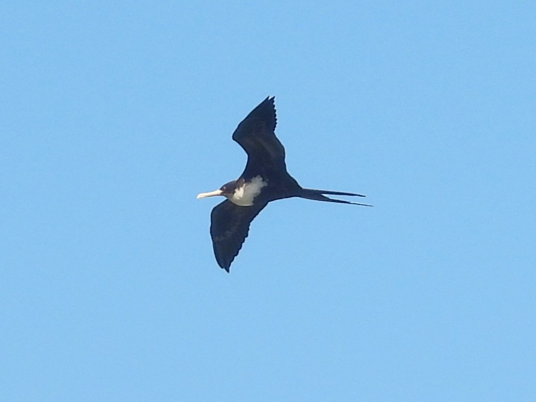 Great Frigatebird - ML619728082