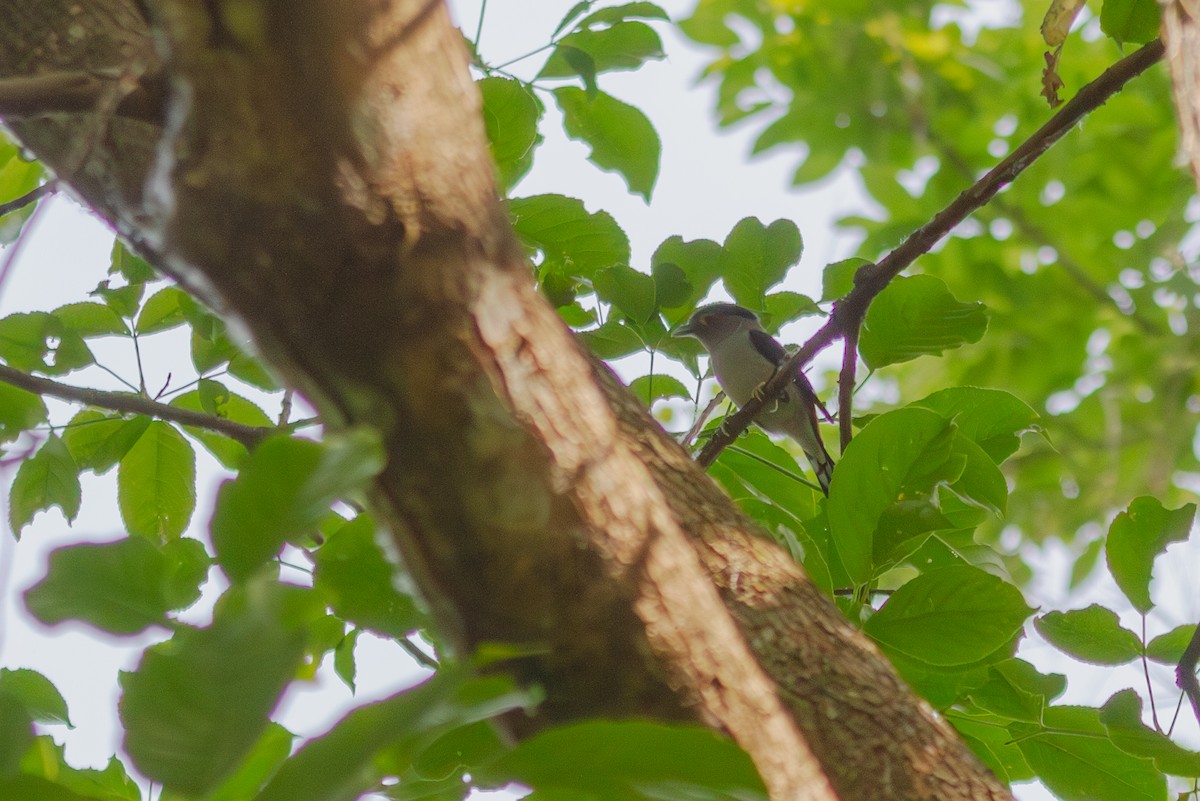 Gray-lored Broadbill - ML619728092