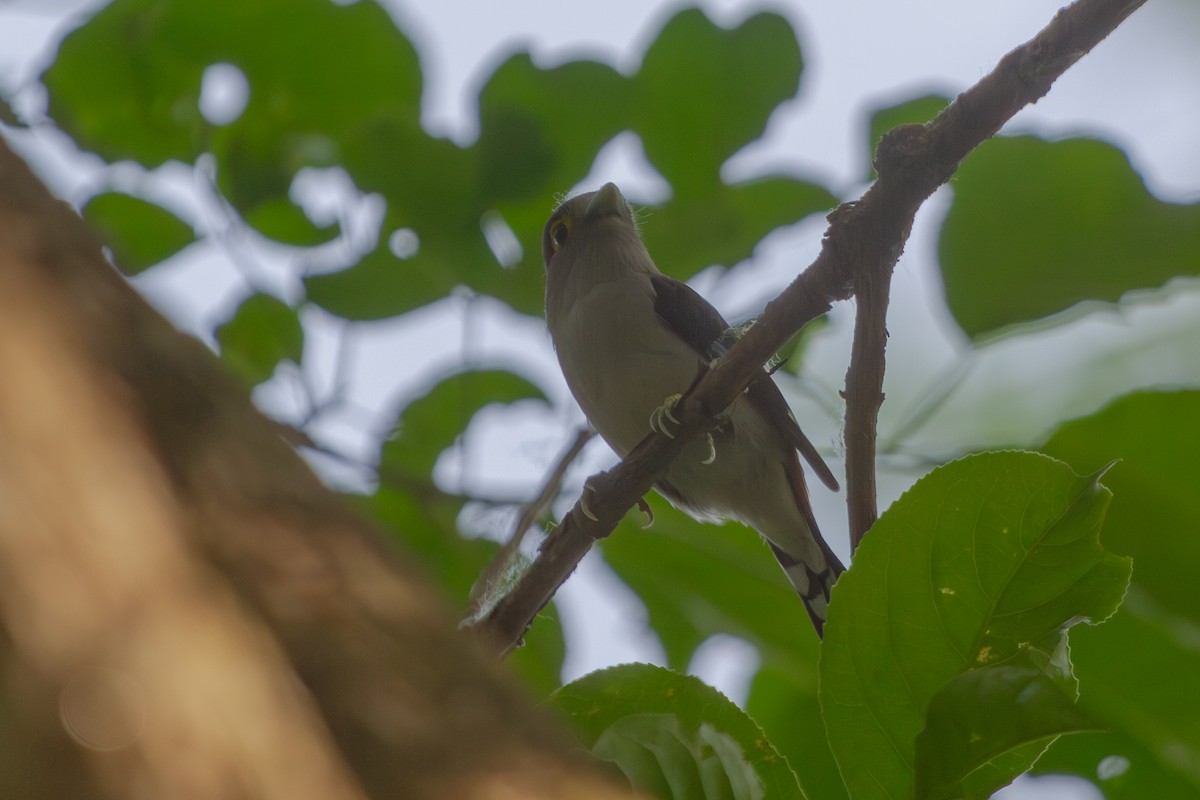 Gray-lored Broadbill - ML619728093