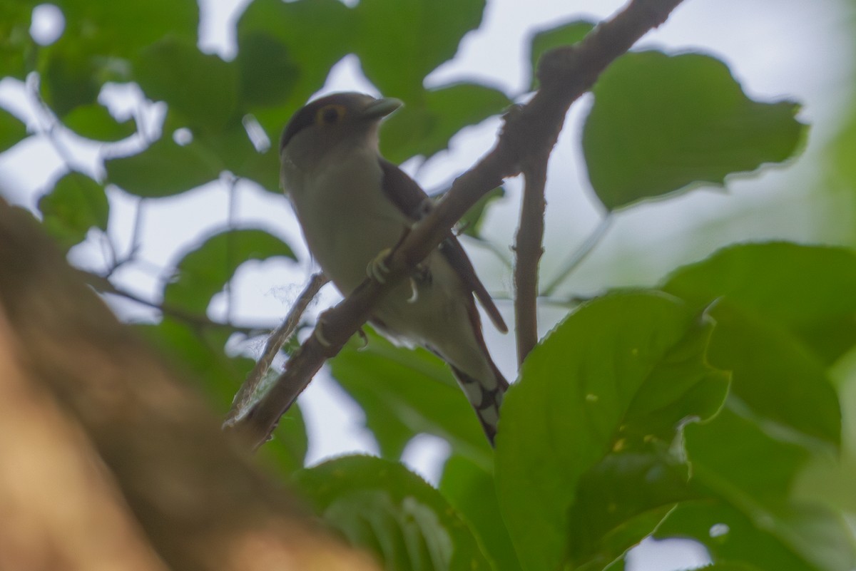 Gray-lored Broadbill - ML619728094