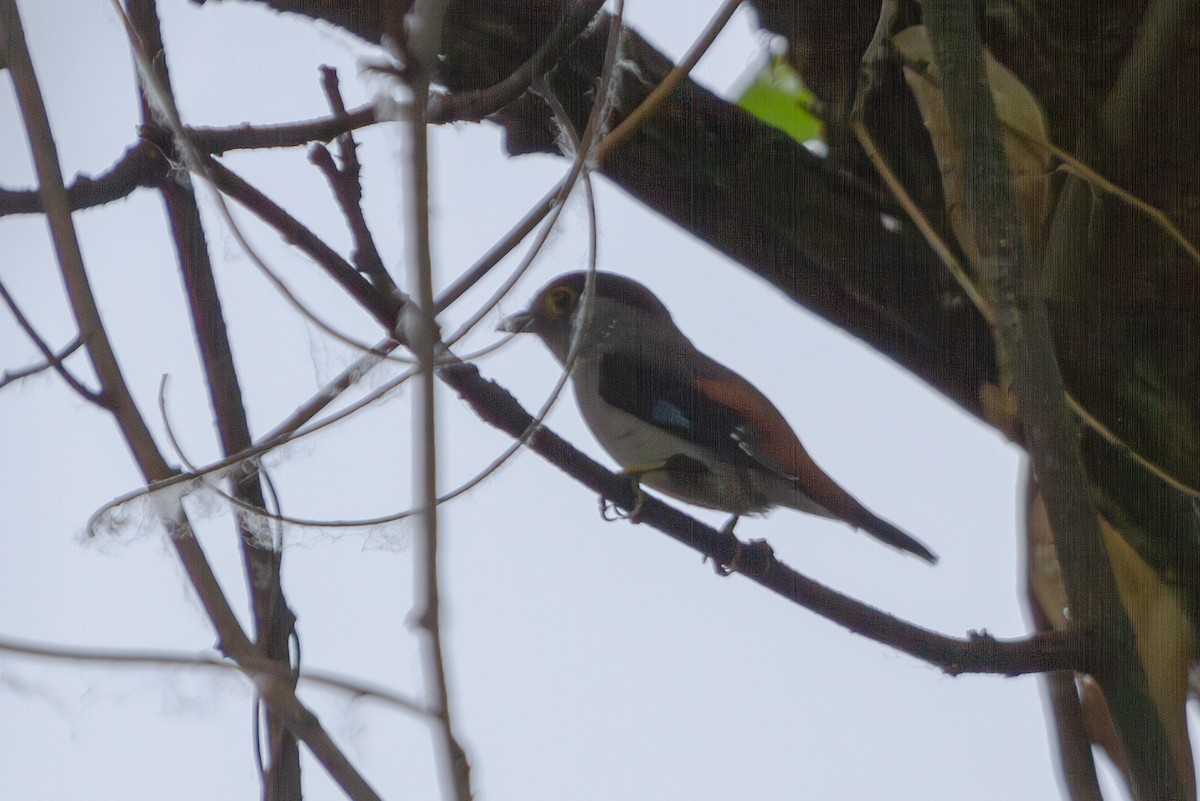 Gray-lored Broadbill - ML619728095