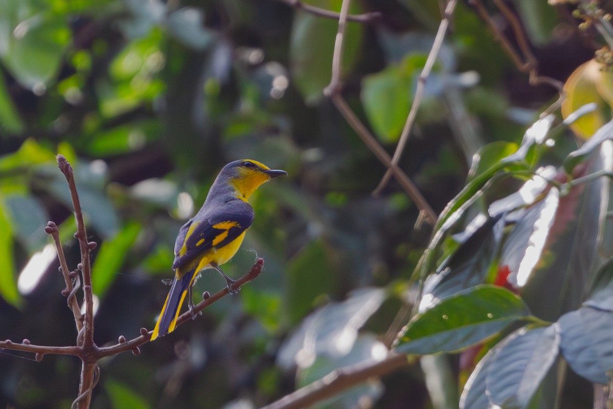 Minivet écarlate - ML619728114