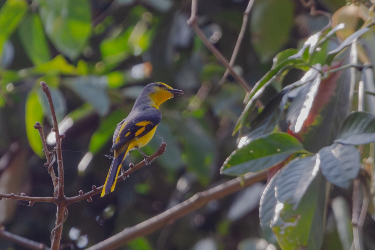 Minivet écarlate - ML619728116