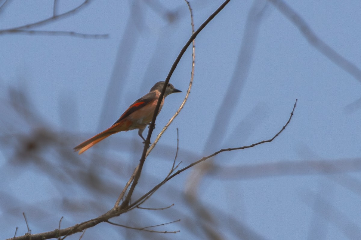 粉紅山椒鳥 - ML619728126