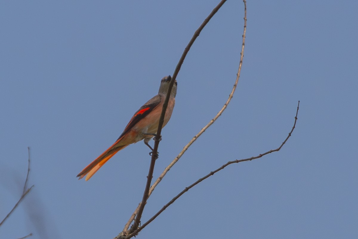 粉紅山椒鳥 - ML619728128