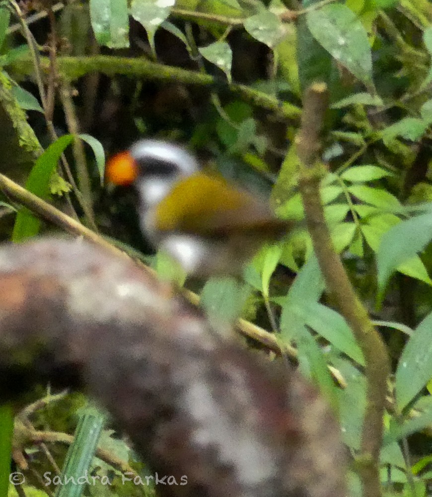 Orange-billed Sparrow - ML619728136