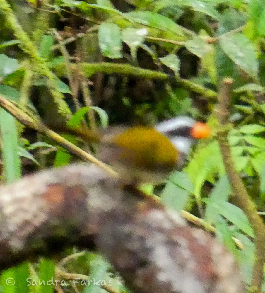 Orange-billed Sparrow - ML619728137