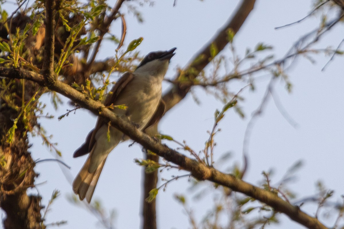 Large Woodshrike - ML619728147