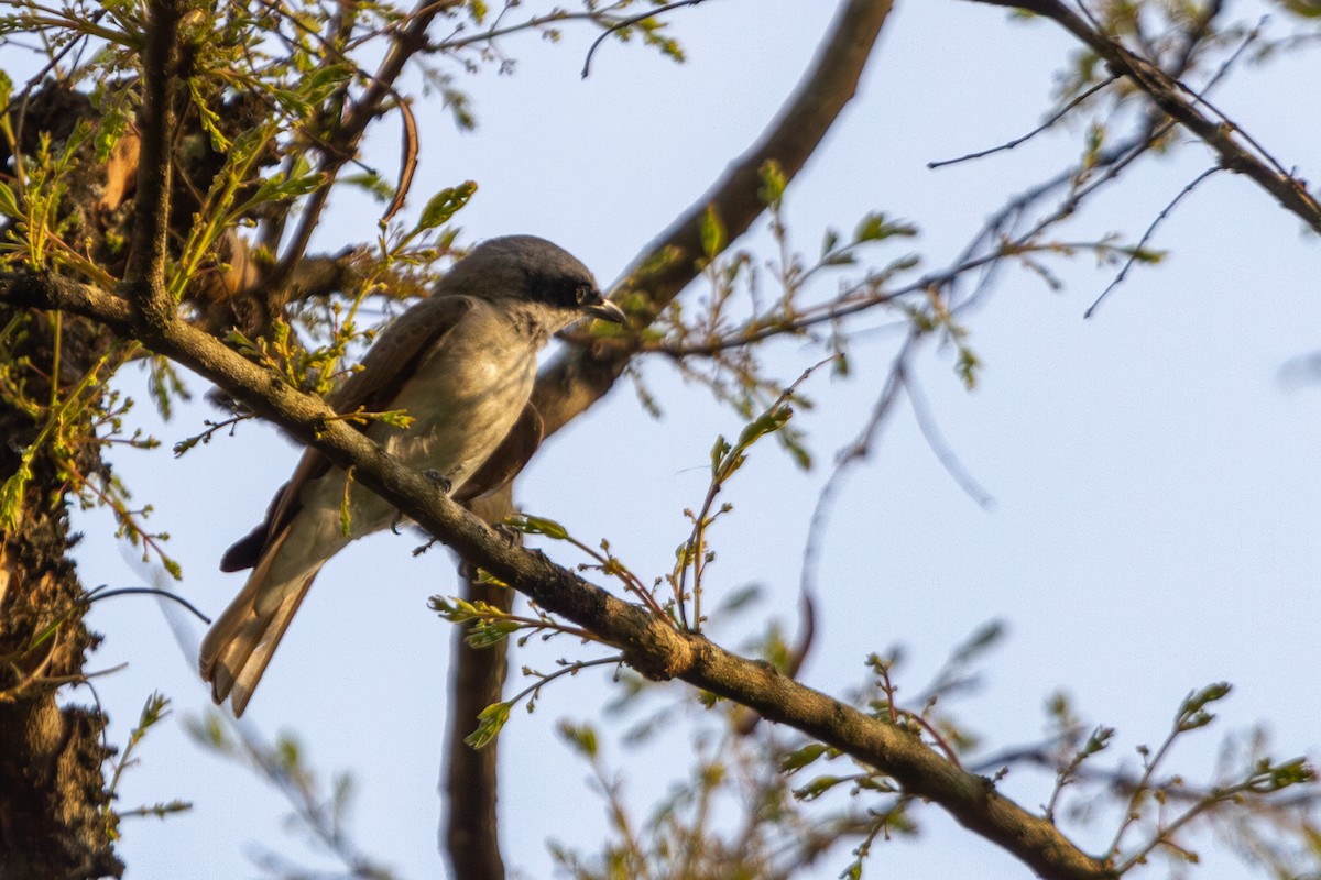 Large Woodshrike - ML619728152