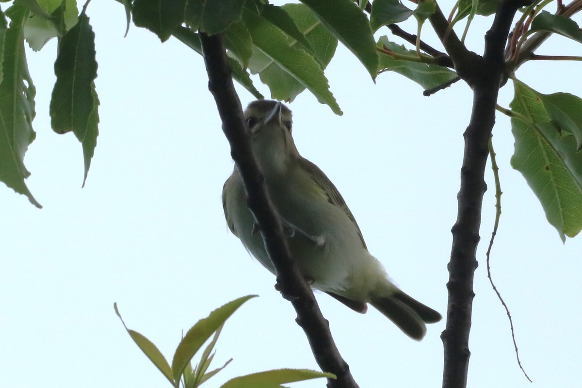 Vireo Bigotudo - ML619728168