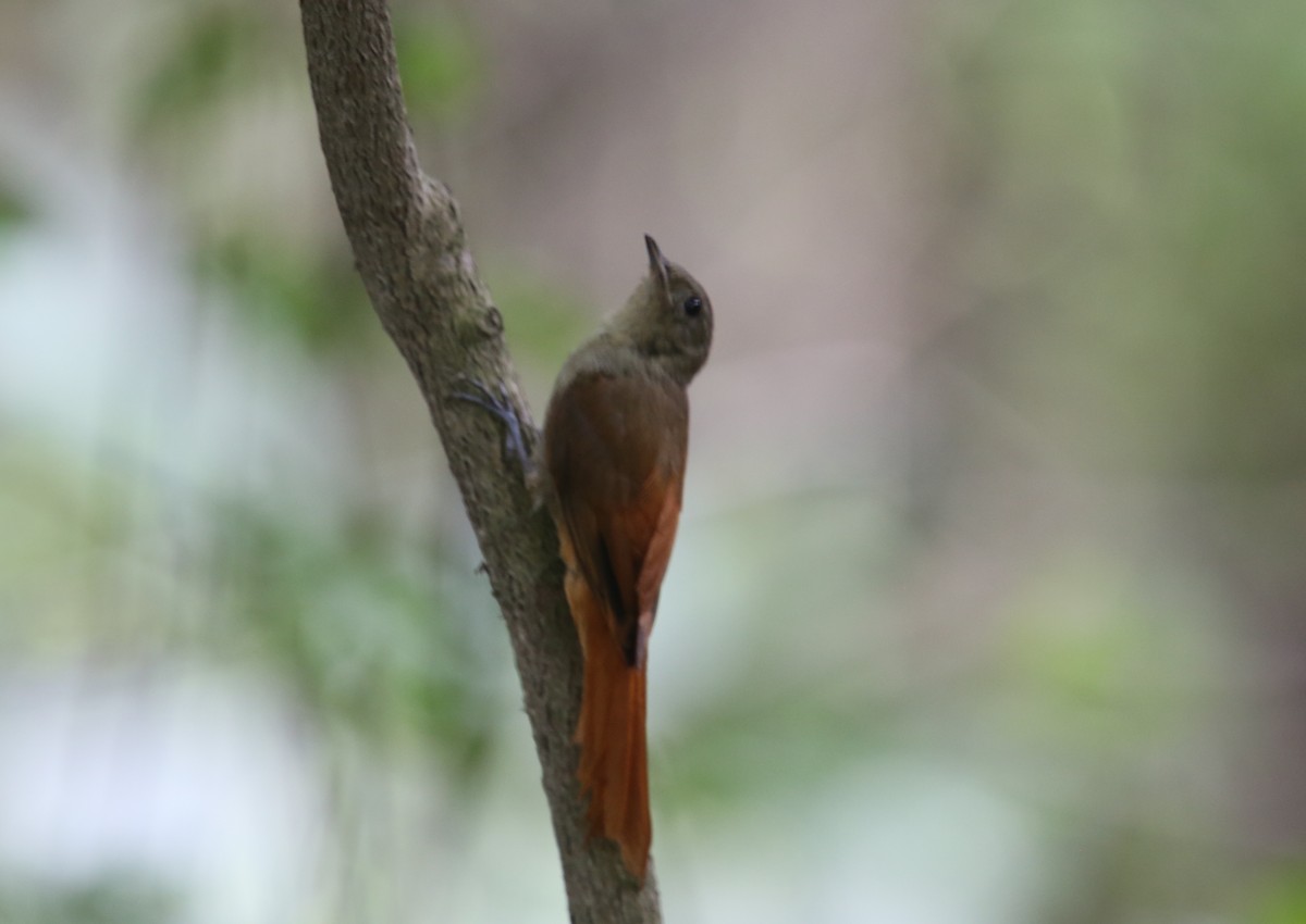 Olivaceous Woodcreeper (Pacific) - ML619728197