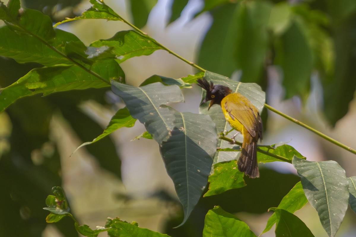 Black-crested Bulbul - ML619728241