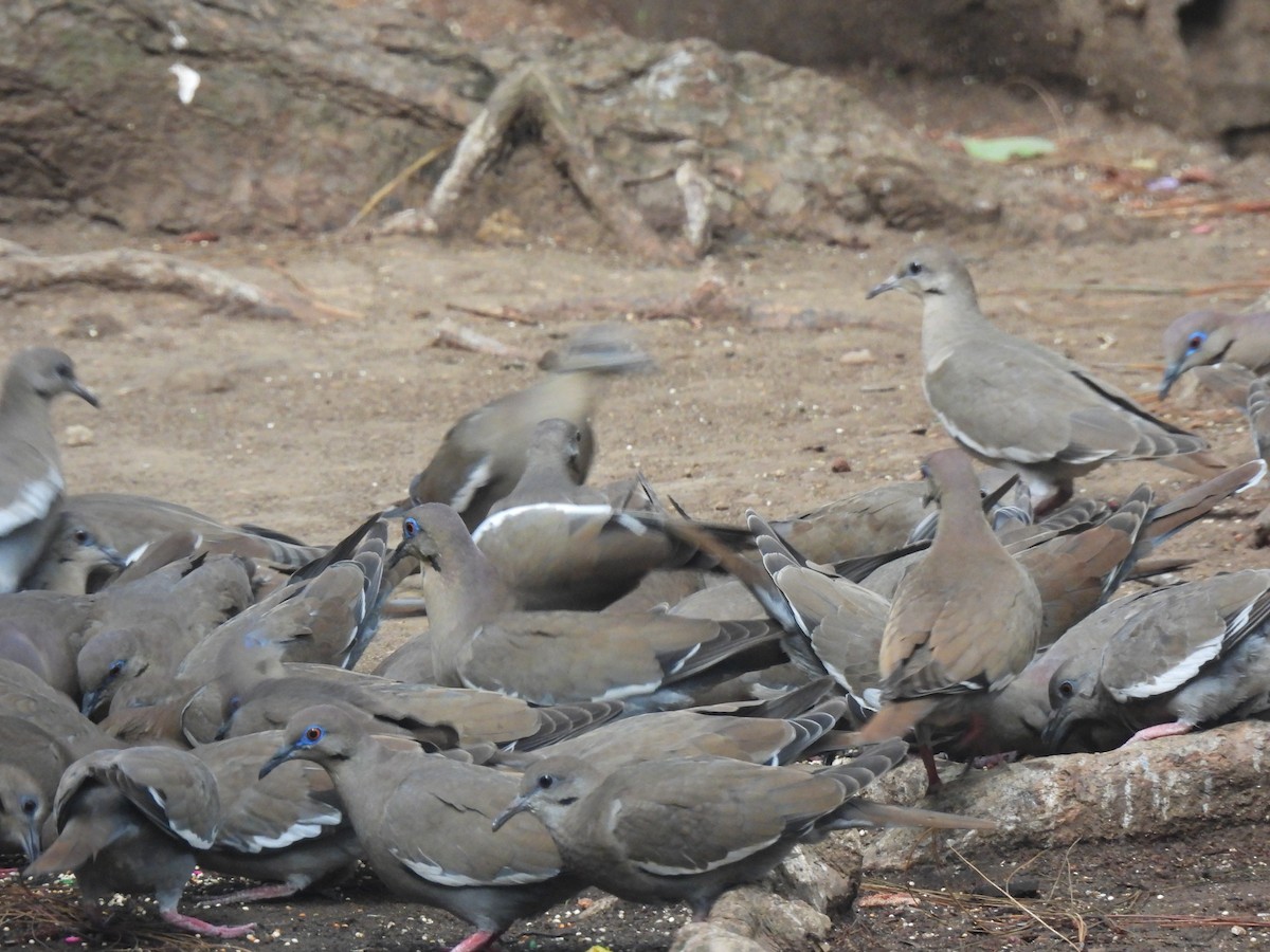 White-winged Dove - ML619728271