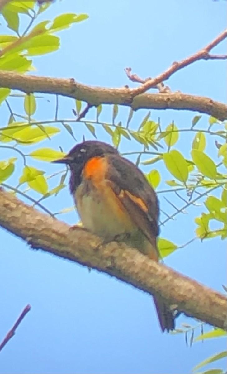 American Redstart - ML619728329