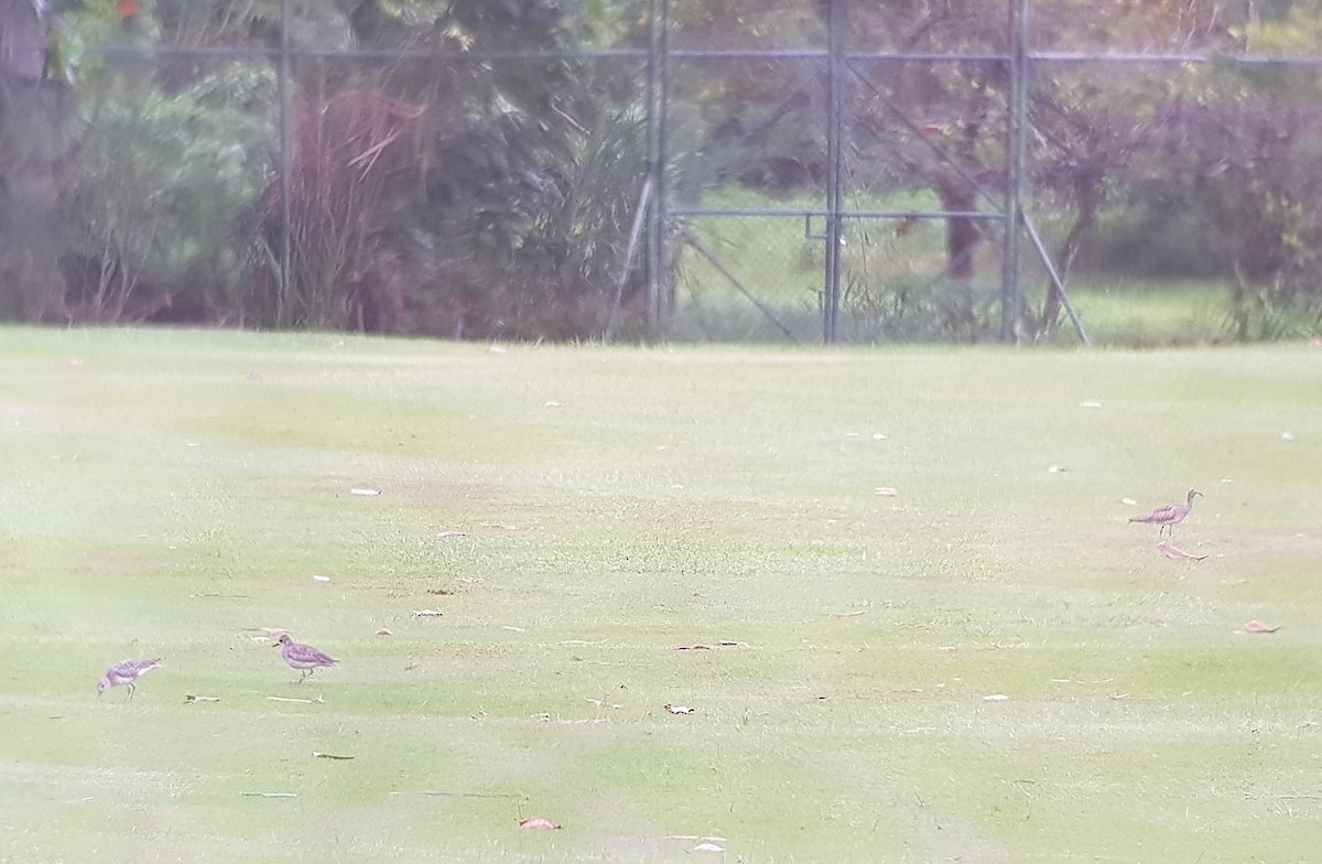 Black-bellied Plover - ML619728332