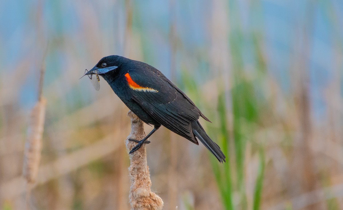 Red-winged Blackbird - ML619728353