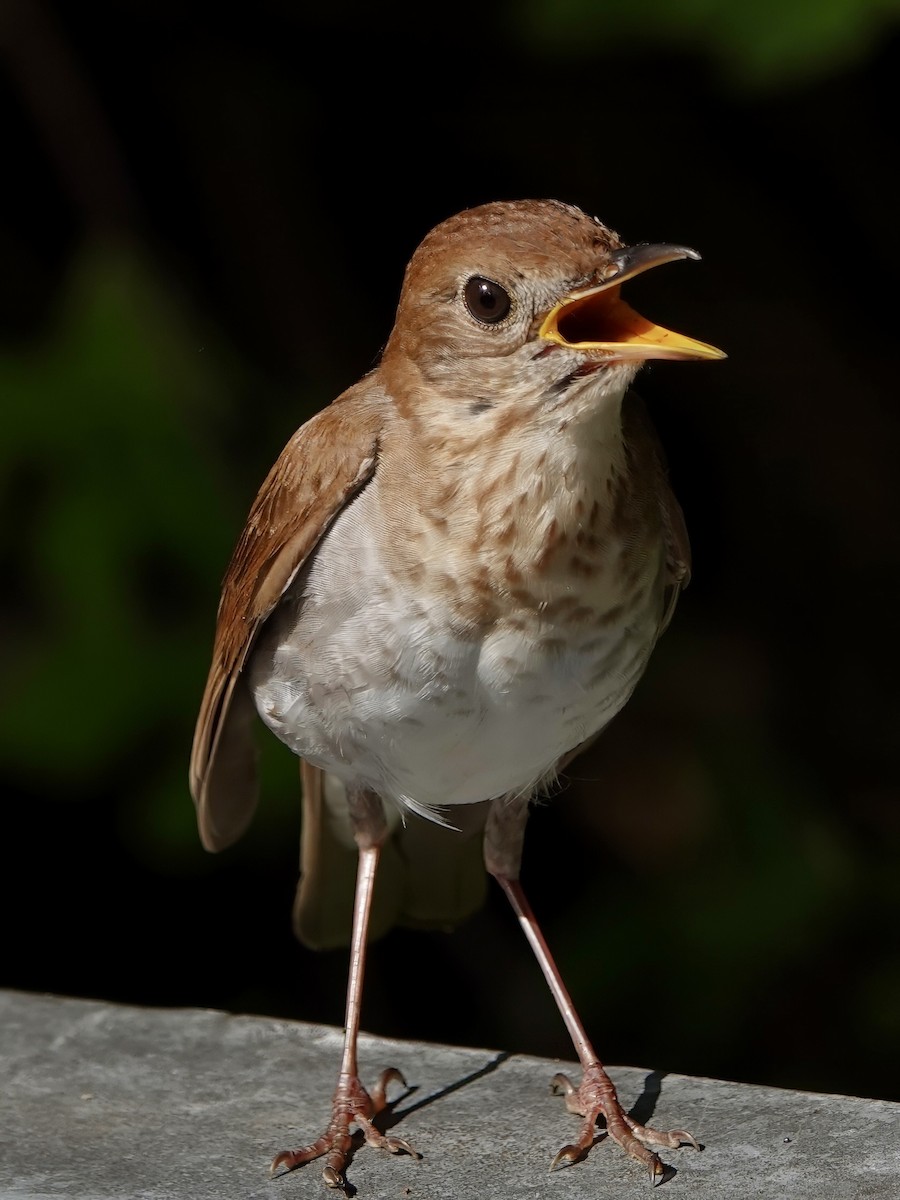 Veery - ML619728387