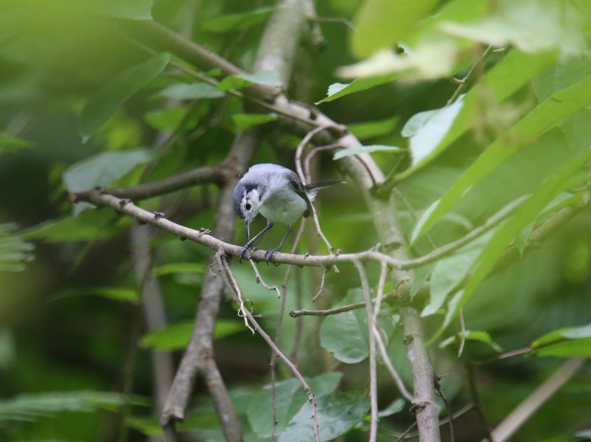 White-browed Gnatcatcher - ML619728402