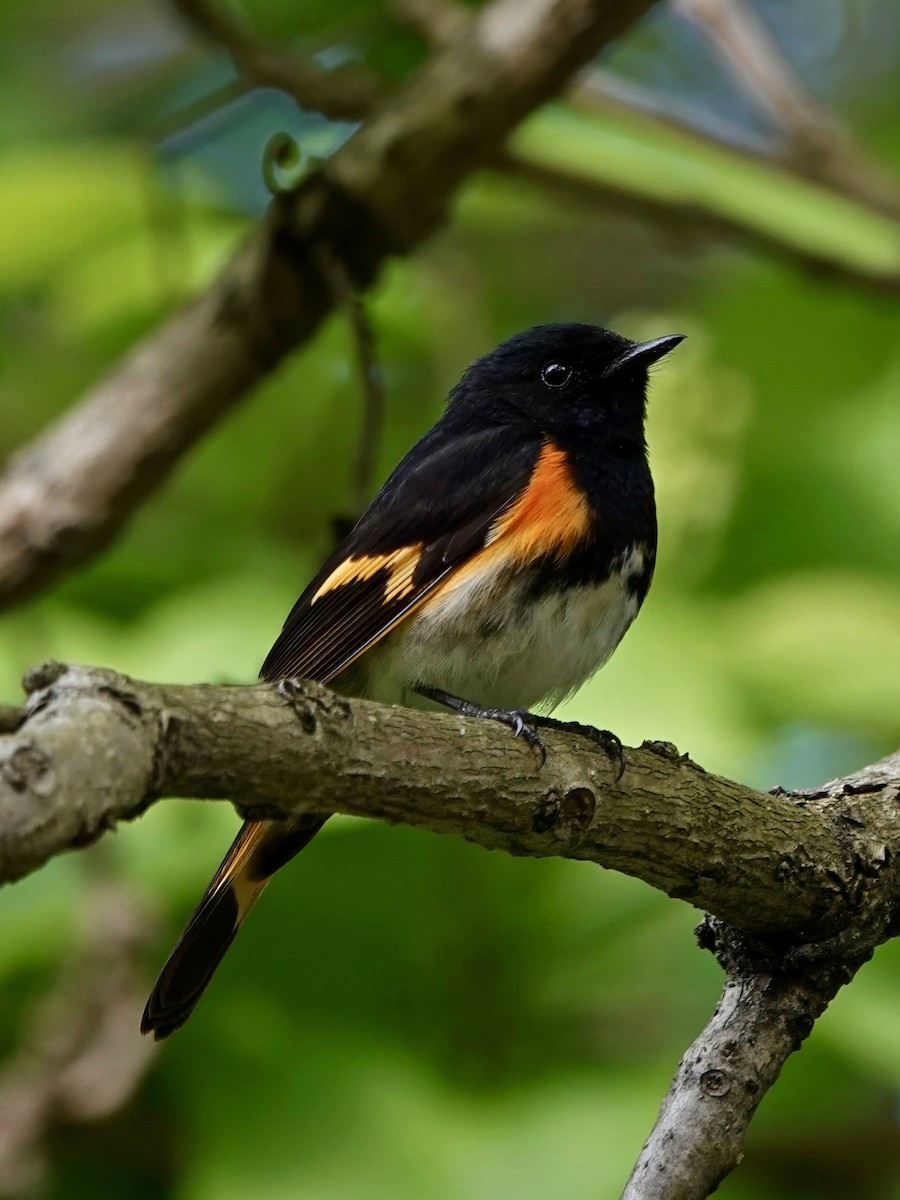 American Redstart - ML619728417