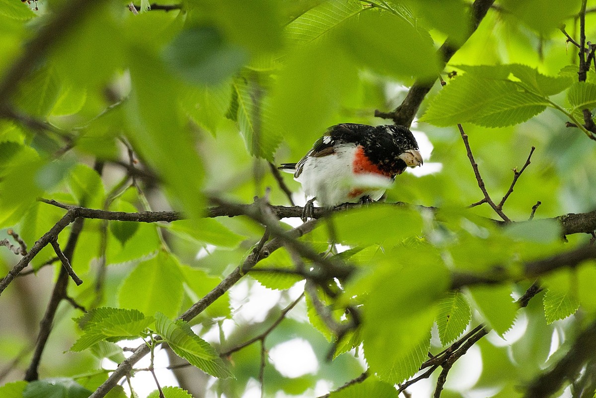 Rose-breasted Grosbeak - ML619728422