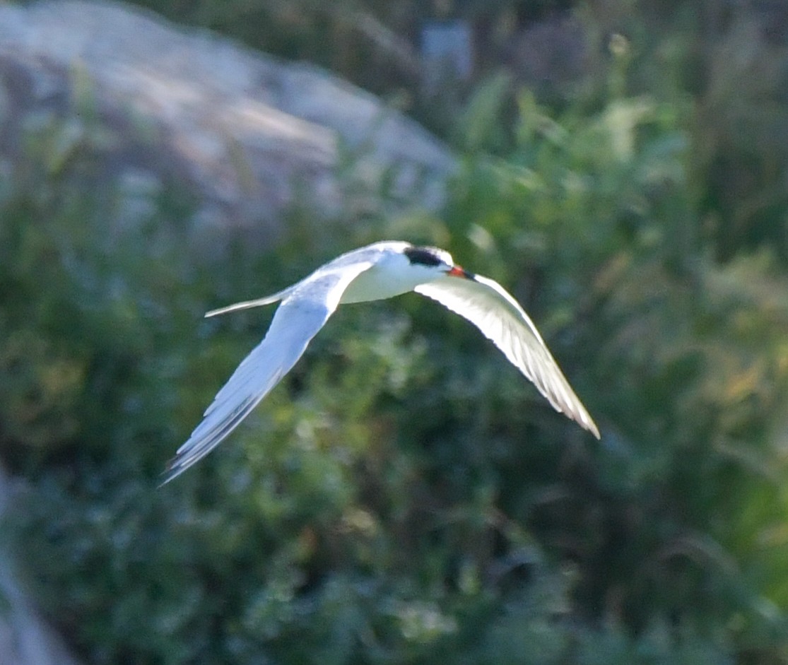 Forster's Tern - ML619728423