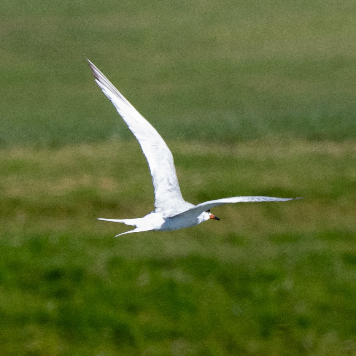 Forster's Tern - ML619728426