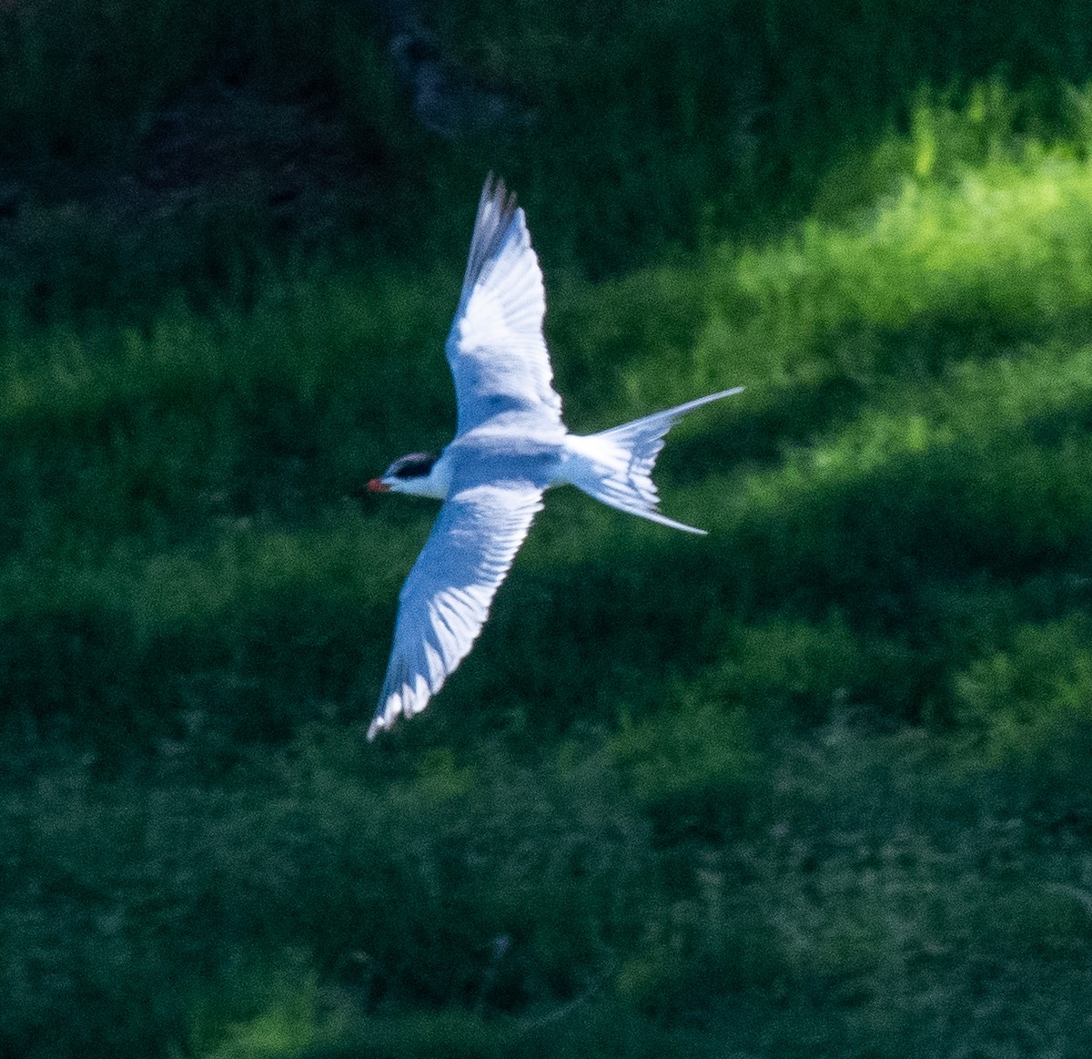 Forster's Tern - ML619728427