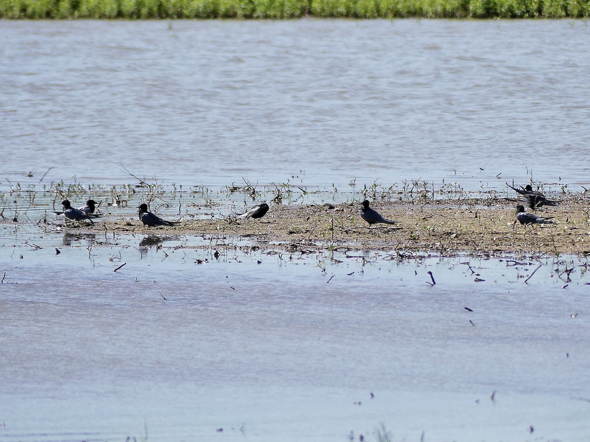 Black Tern - ML619728499