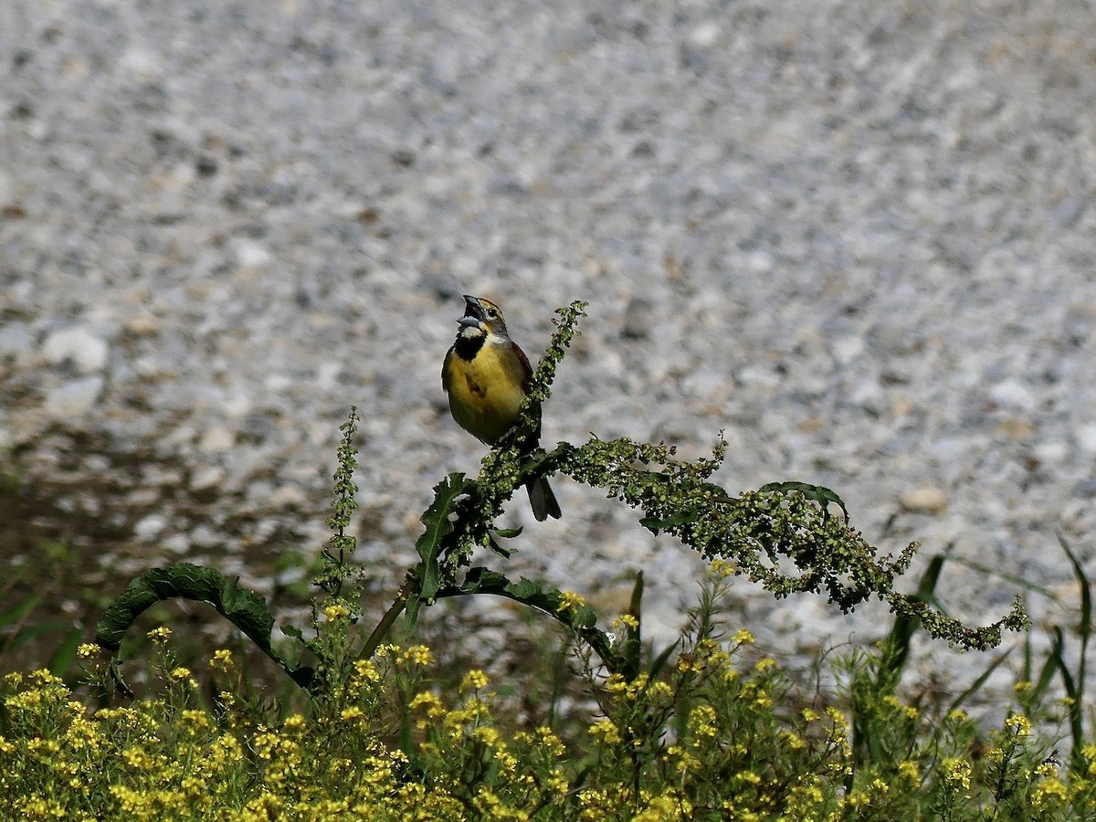 Dickcissel d'Amérique - ML619728503