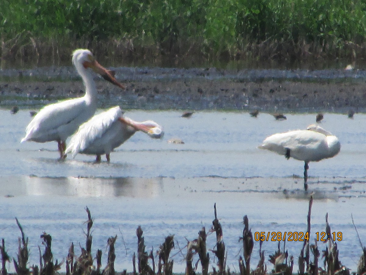 Trumpeter Swan - ML619728510