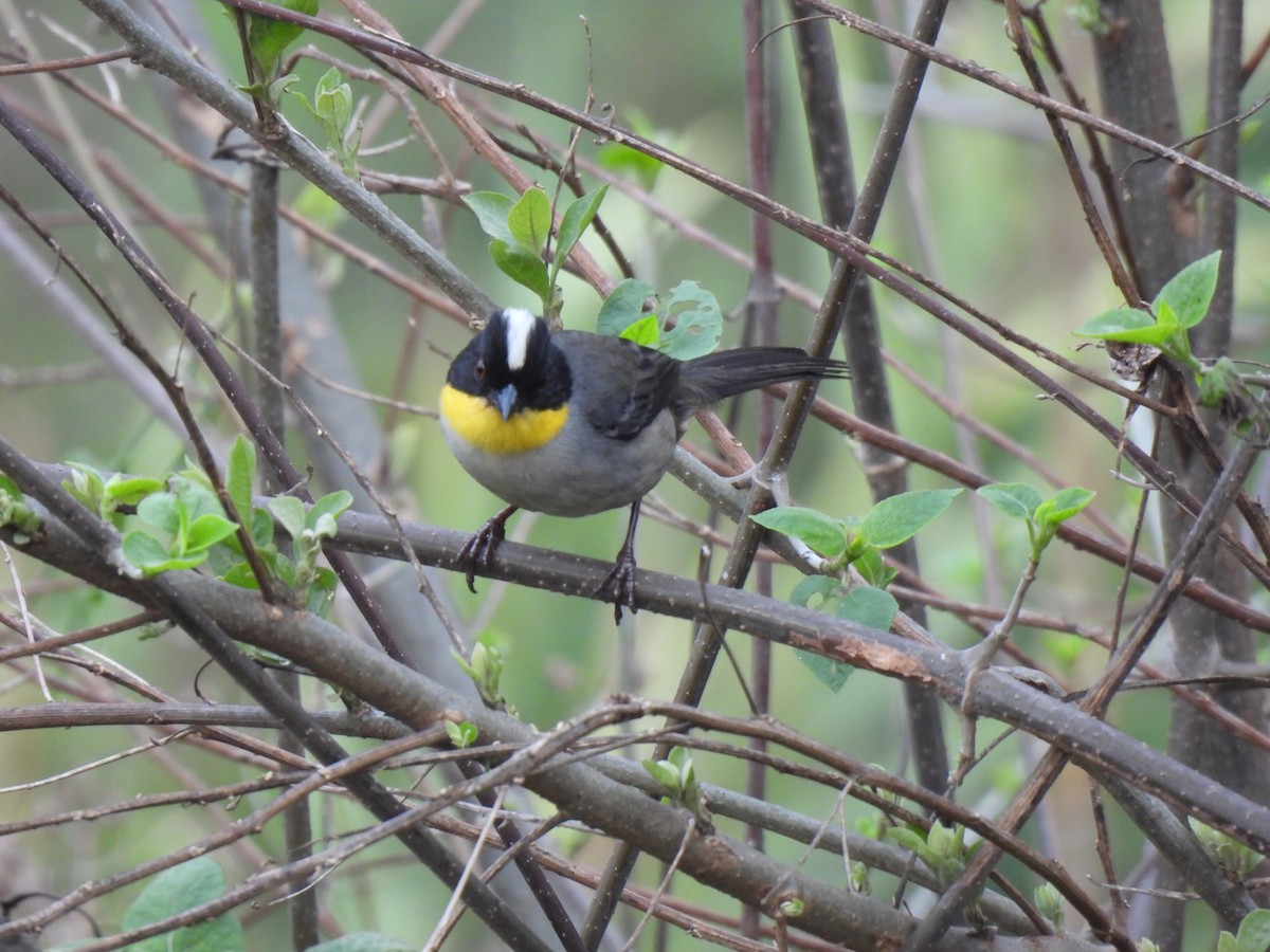 White-naped Brushfinch - ML619728523