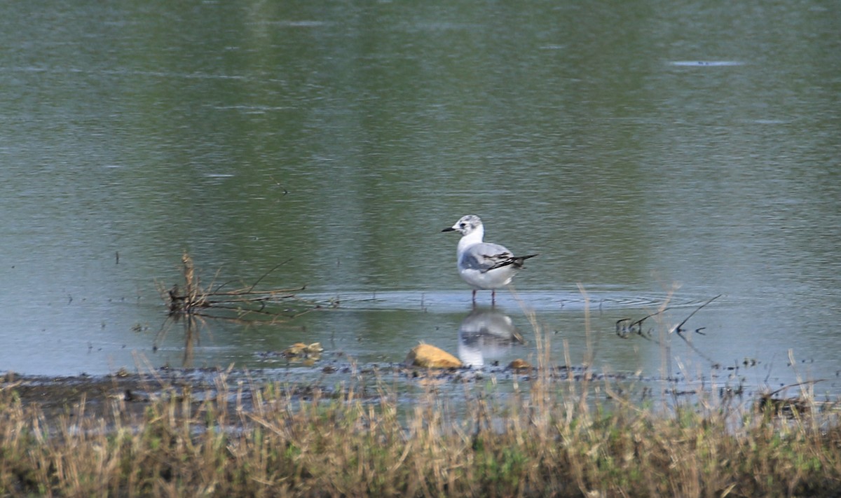 Mouette de Bonaparte - ML619728560