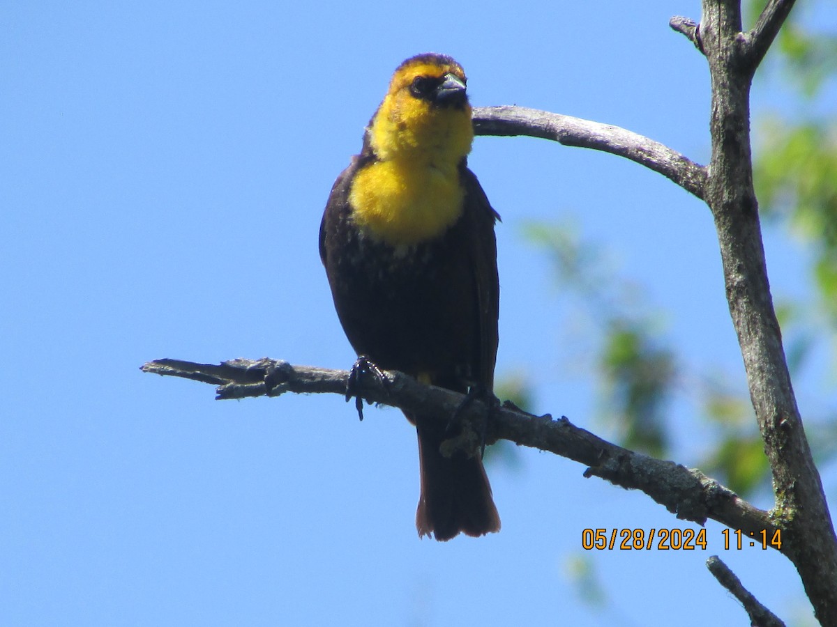 Yellow-headed Blackbird - ML619728571