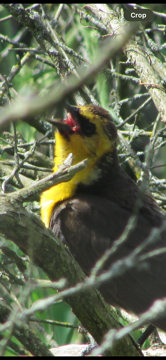 Yellow-headed Blackbird - ML619728572