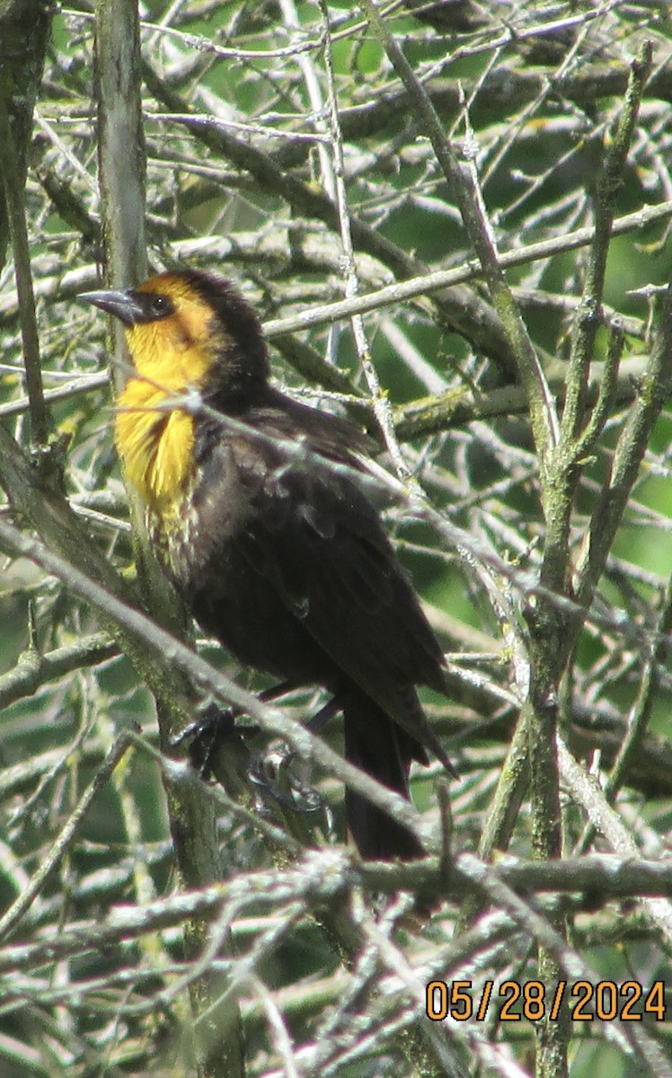 Yellow-headed Blackbird - ML619728573