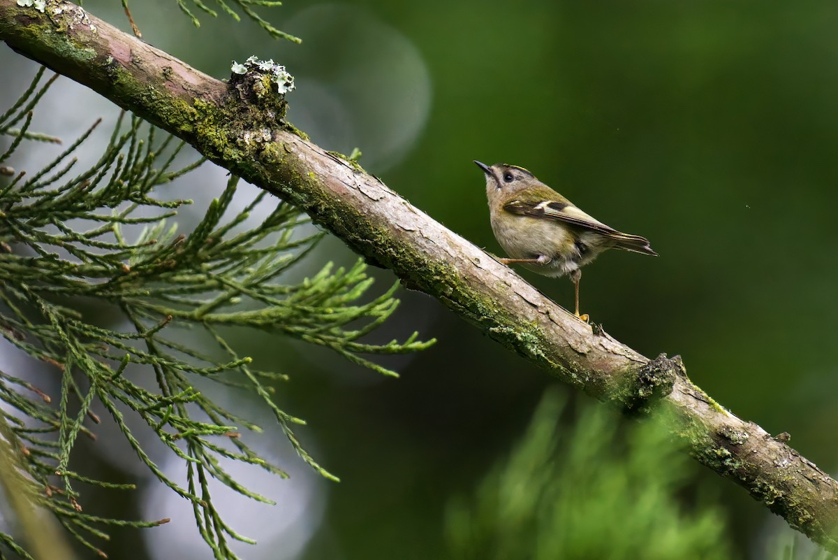 Goldcrest - ML619728584