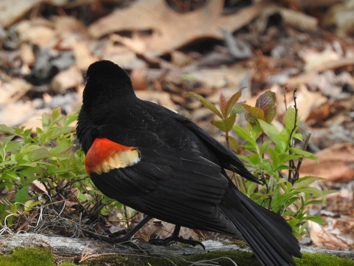 Red-winged Blackbird - ML619728598