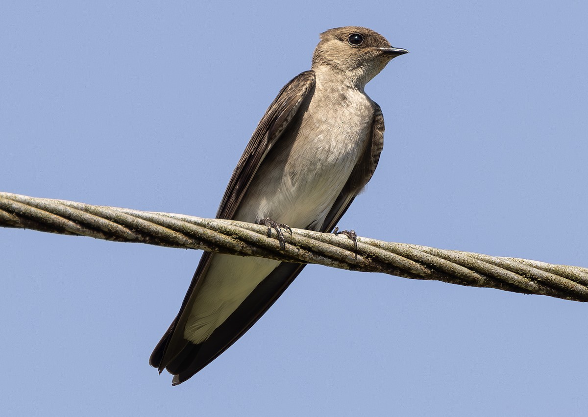 Northern Rough-winged Swallow - ML619728718