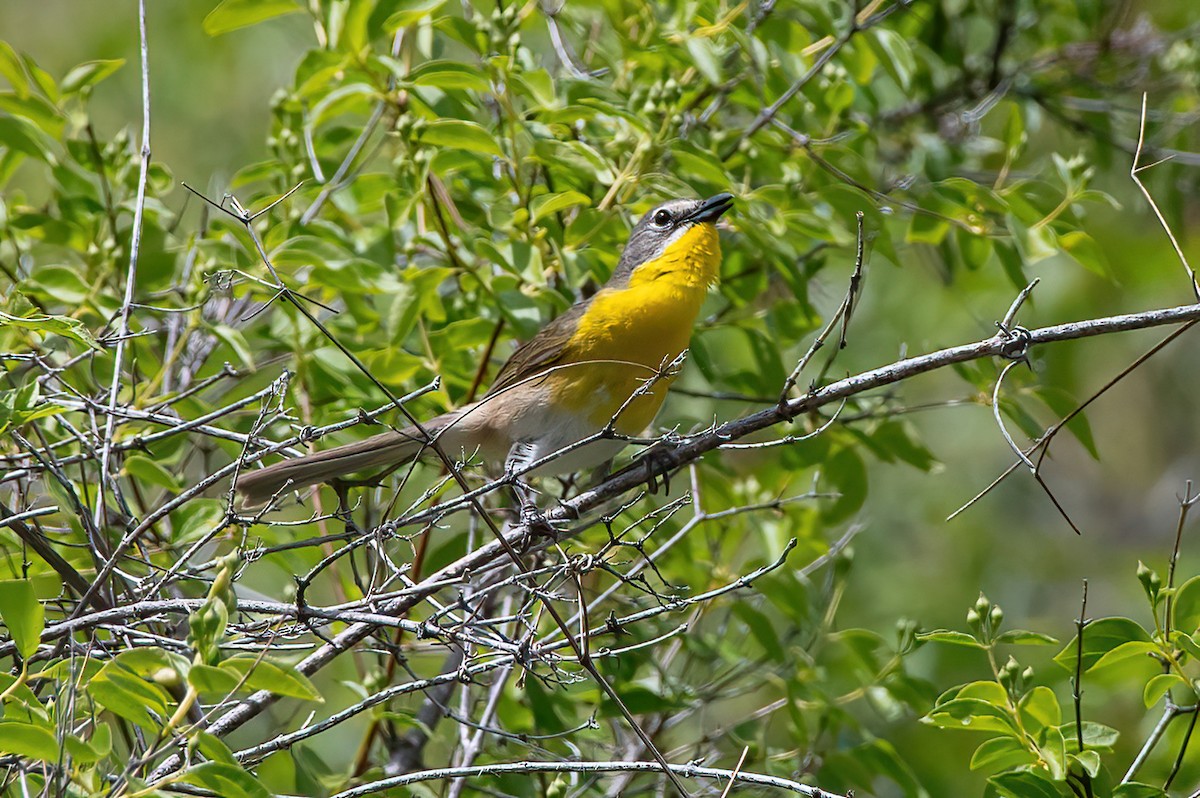 Yellow-breasted Chat - ML619728732