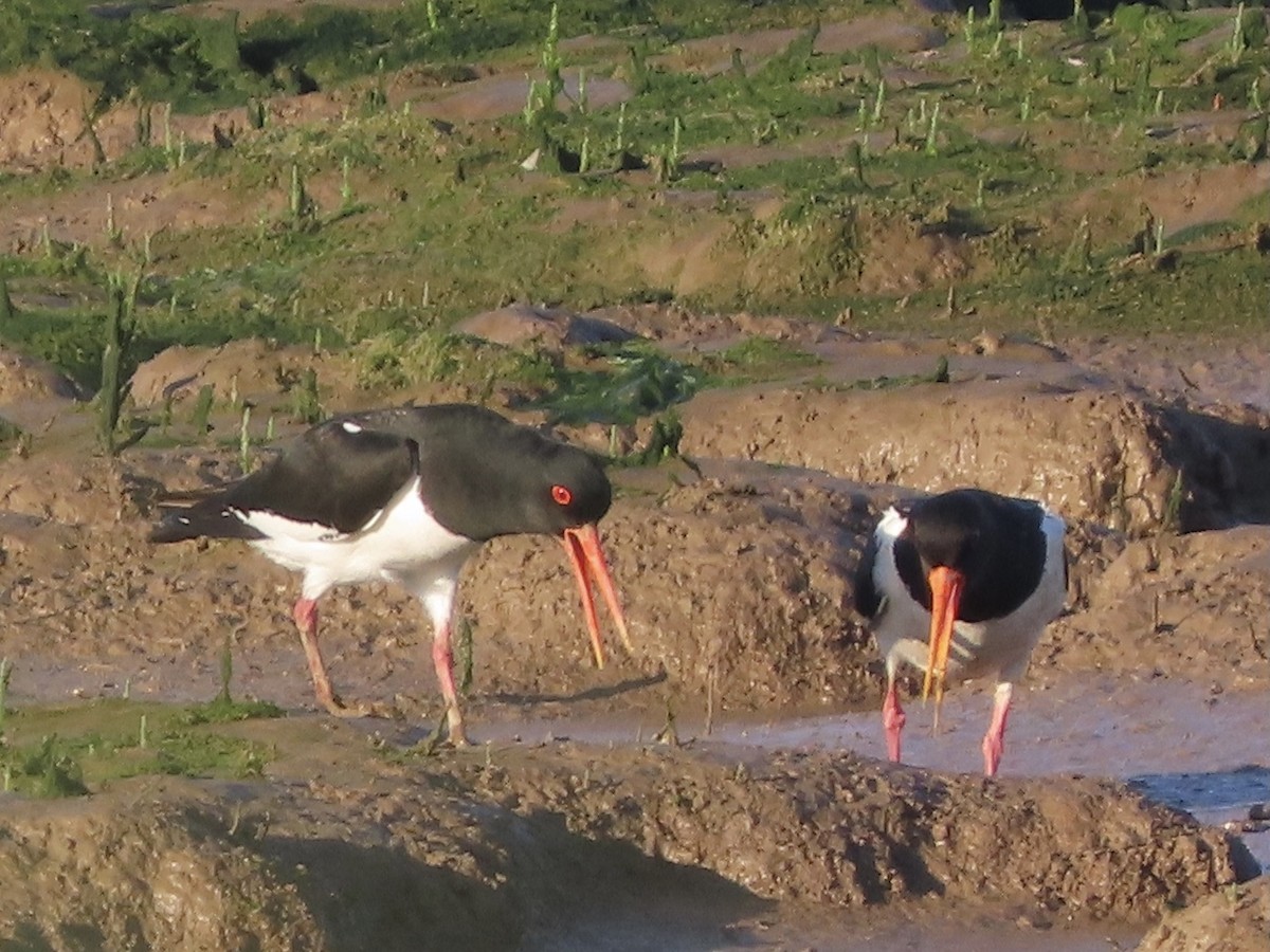 Eurasian Oystercatcher - ML619728774